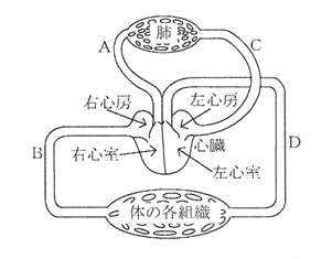 血液循環経路図