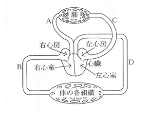 血液循環経路