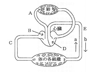 血液循環経路