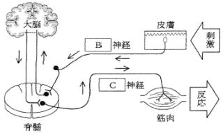 神経系統図17b