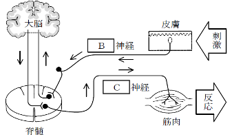 神経系の図